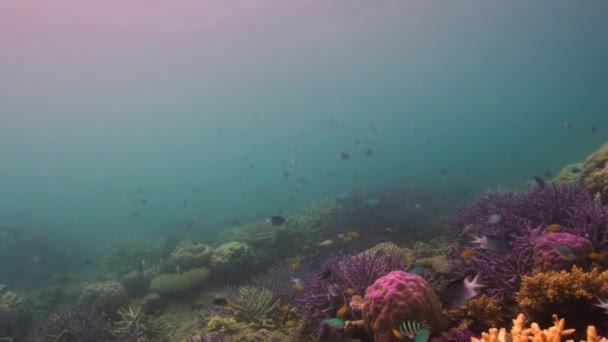 Riffe Durch Korallenbleiche Beschädigt Klimawandel Ozeanversauerung Und Globale Erwärmung Schädigen — Stockvideo