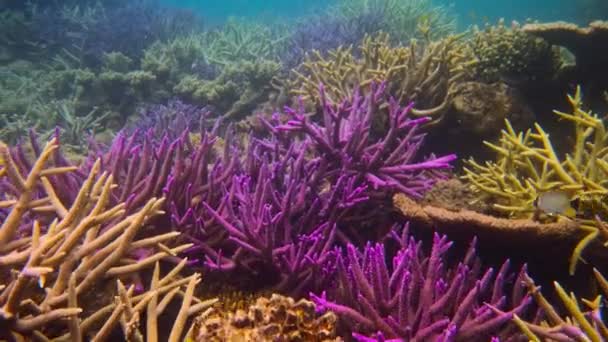 Reef Damaged Coral Bleaching Climate Change Ocean Acidification Global Warming — Stock Video