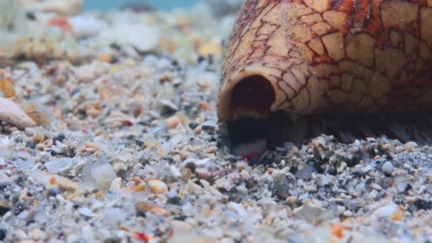 Gros Plan Cône Marbre Bagué Conus Bandanus Chassant Escargot Mer — Video