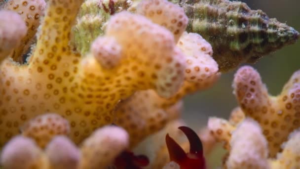 Фарфоровый Краб Neopetrolisthes Maculatus Живущий Коралле Получает Защиту Фильтрации Пищи — стоковое видео