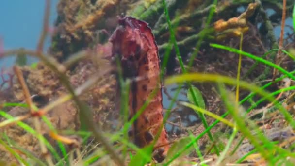 Short Snouted Seahorse Hippocampus Hippocampus Reef Fishes Shallow Water Coral — Stock Video