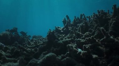 Mercan beyazlamasından resif zarar görmüş. İklim değişikliği, okyanus asitleşmesi ve küresel ısınma hasar mercan resifleri, Büyük Set Resifi, Avustralya.
