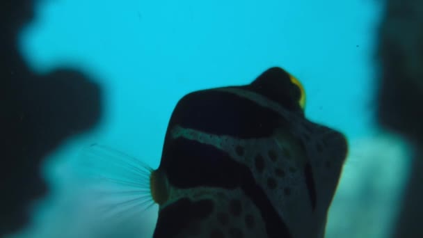 海の底の澄んだ水に浮かぶフグのクローズアップ マクロ グレートバリアリーフ オーストラリア — ストック動画
