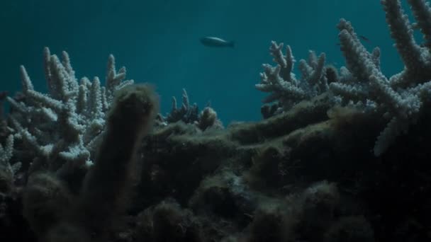 Recifes Danificados Por Branqueamento Corais Alterações Climáticas Acidificação Dos Oceanos — Vídeo de Stock