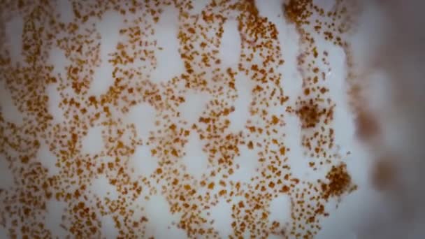 显微镜下的时间过去了珊瑚产生的能量可以养活珊瑚礁动物 在与草藻共生的过程中 单细胞的植物样生物 给予珊瑚能量 — 图库视频影像