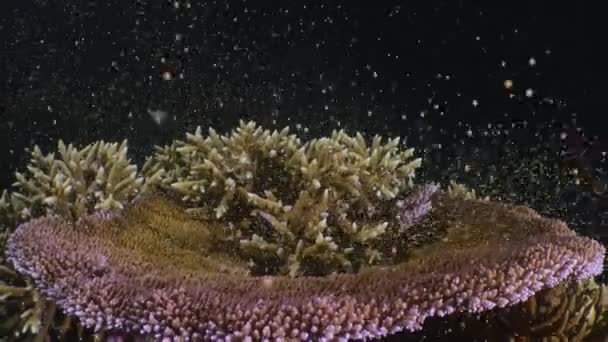 Close Coral Reef Spawning Коралловые Пачки Яйцеклетки Спермы Выпущенные Воду — стоковое видео
