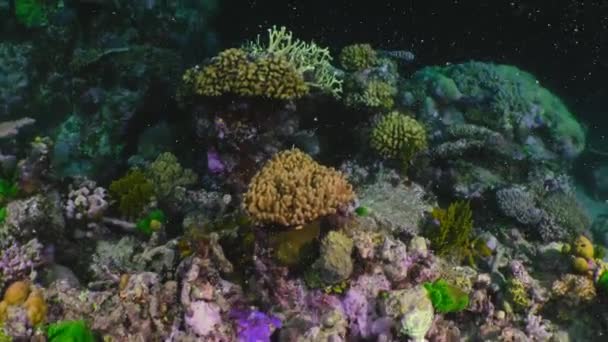 Mercan Resifi Yumurtlama Nın Kapanışı Mercan Yumurtası Sperm Bohçaları Suya — Stok video