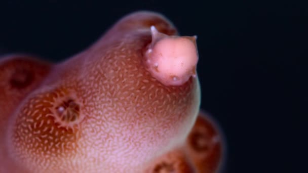 Närbild Korallrev Acropora Muricata Leker Mikroskopisk Korall Ägg Spermier Buntar — Stockvideo