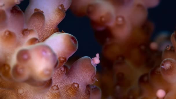 Крупный План Кораллового Рифа Acropora Muricata Нерест Микроскопом Коралловые Пачки — стоковое видео