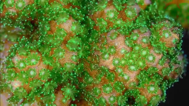 顕微鏡でサンゴの白化の時間経過 気候変動 海洋酸性化 地球温暖化被害サンゴ礁 — ストック動画