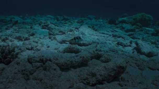 Arrecife Dañado Por Blanqueamiento Coral Cambio Climático Acidificación Del Océano — Vídeos de Stock