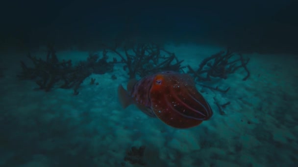 死サンゴの間で泳ぐイカのクローズアップと そのカモフラージュを赤から白 グレートバリアリーフ オーストラリアに変えます — ストック動画