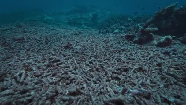 Útes Poškozený Bělením Korálů Změna Klimatu Acidifikace Oceánů Globální Oteplování — Stock video