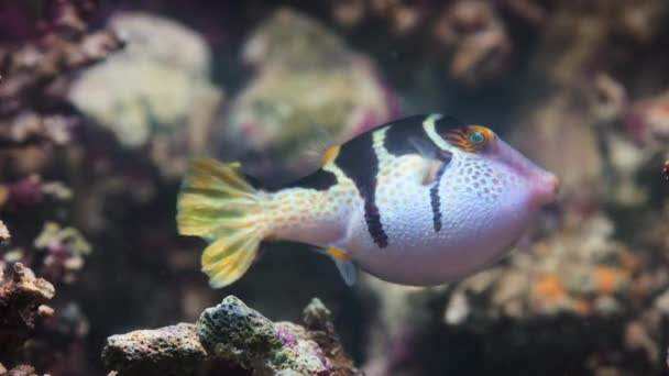 Close Valentin Sharpnose Pufferfish Saddled Pufferfish Black Saddled Toby Canthigaster — Video Stock