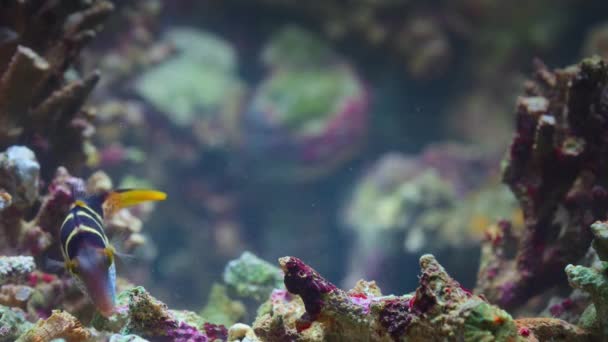 マクロ グレートバリアリーフ オーストラリアの深海の澄んだ水の中でヴァレンティンの鋭い鼻フグや鞍型フグや黒鞍型トビー Canthigaster Valentini の閉鎖 — ストック動画
