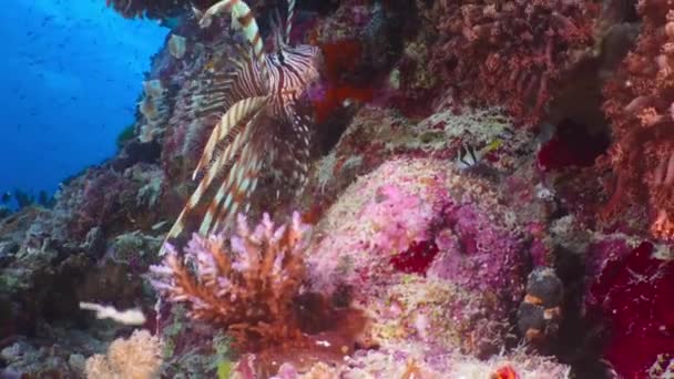 Lion Fish Pterois Miles Nadando Encontrando Comida Entre Los Arrecifes — Vídeos de Stock