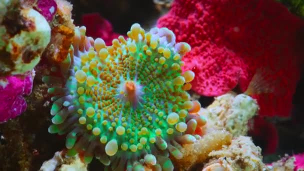 Timelapse Hermosa Anémona Arrecife Coral Abre Gran Barrera Arrecife Australia — Vídeo de stock