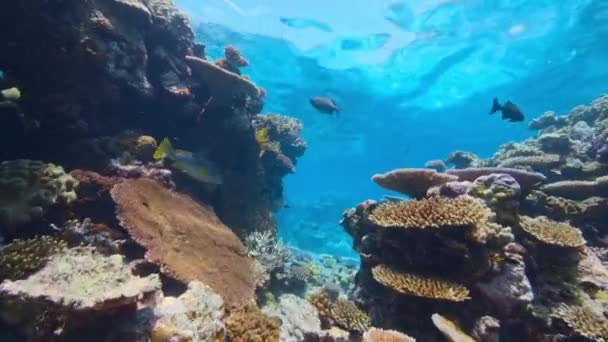 Arrecife Coral Saludable Con Escuela Peces Bajo Agua Vida Marina — Vídeos de Stock