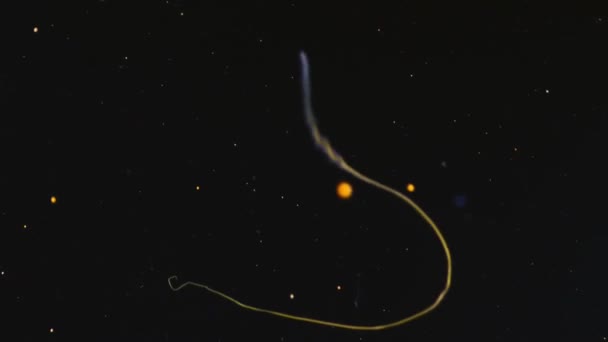 Удивительная Подводная Сцена Плавающими Частицами Планктоном Крошечной Морской Жизнью Макро — стоковое видео