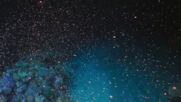 Primer Plano Del Desove Del Arrecife Coral Manojos Esperma Huevo — Vídeos de Stock