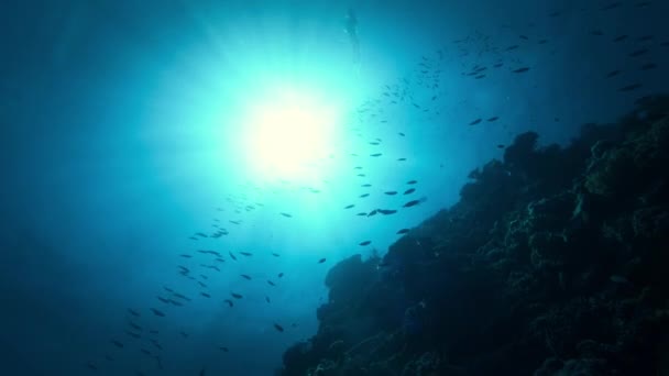 Υγιής Κοραλλιογενής Ύφαλος Σχολή Ψαριών Κάτω Από Νερό Θαλάσσια Ζωή — Αρχείο Βίντεο