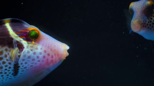 Close Valentin Sharpnose Pufferfish Selled Pufferfish Black Selled Toby Canthigaster — Vídeo de Stock