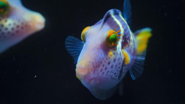 Valentin Keskin Burunlu Kirpi Balığını Eyerlenmiş Kirpi Balığını Okyanusun Derinliklerindeki — Stok video