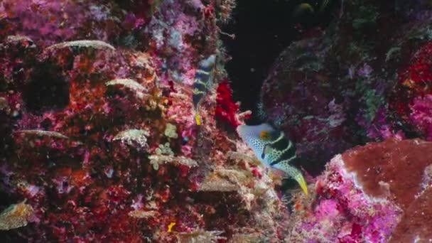 Valentin Keskin Burunlu Kirpi Balığını Eyerlenmiş Kirpi Balığını Okyanusun Derinliklerindeki — Stok video