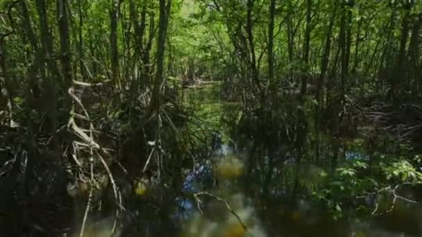 Tidvatten För Mangrove Träd Havsflodmynningar Tidvattenlera Indonesiens Kust — Stockvideo