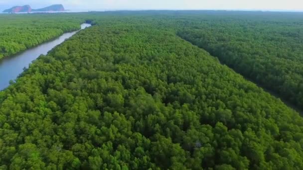 Αεροφωτογραφία Του Δάσους Μανγκρόουβ Στο Sepilok Laut Sabah Borneo Μαλαισία — Αρχείο Βίντεο