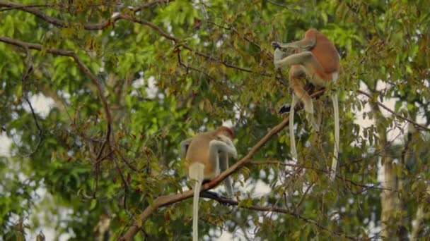 马来西亚婆罗洲热带雨林中的野生Proboscis猴 Nasalis Larvatus — 图库视频影像