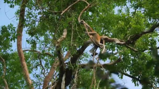 Άγριος Πίθηκος Proboscis Nasalis Larvatus Στο Τροπικό Δάσος Του Νησιού — Αρχείο Βίντεο