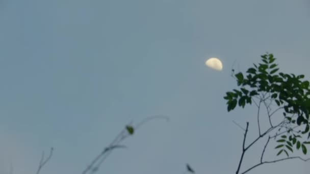 Vista Luna Mira Través Del Bosque — Vídeos de Stock