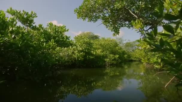 Mangrove Trees Tide Marine Estuaries Tidal Mudflat Coast Indonesia — Stock Video