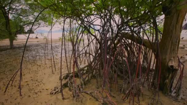 印度尼西亚沿海海洋河口潮汐泥滩红树林潮汐的时滞 — 图库视频影像