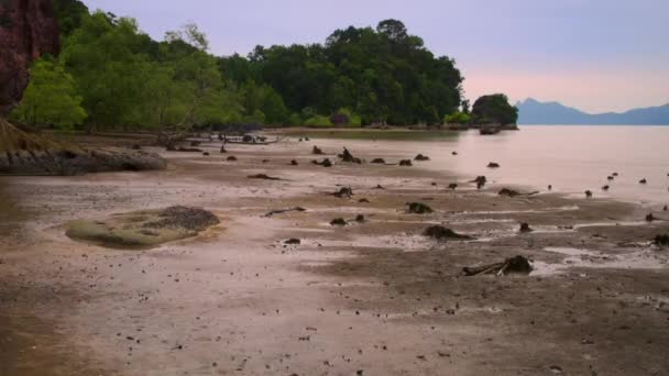 Lasso Tempo Della Marea Degli Alberi Mangrovie Negli Estuari Marini — Video Stock