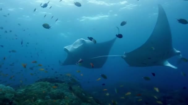 Manta Ray Nuota Nell Oceano Con Una Scuola Pesci Tropicali — Video Stock