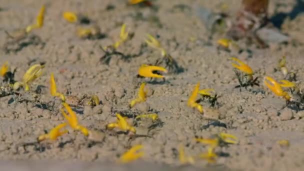 泥だらけのビーチで黄色の小さなカニのダンス — ストック動画