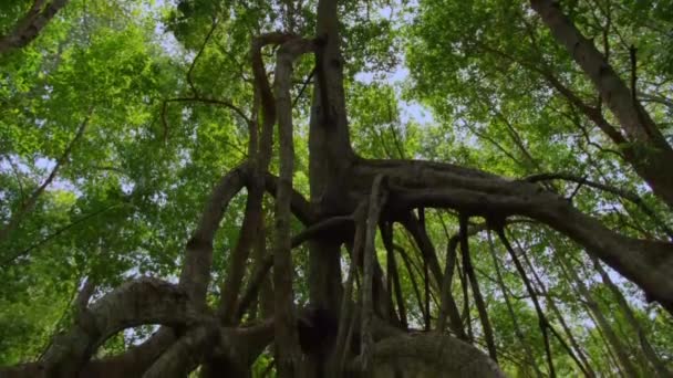 Régi Rhizophora Mucronata Lam Amely Sok Elterjedt Gyökerek Körül Törzs — Stock videók