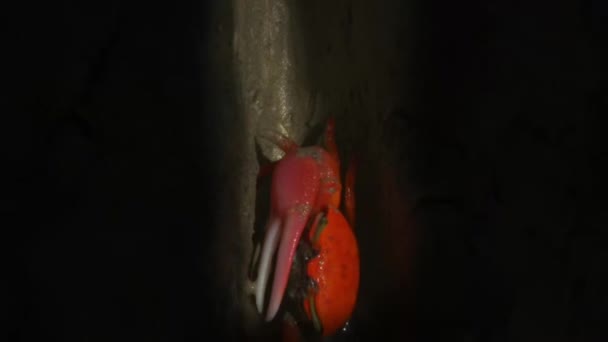 Zbliżenie Kraba Skrzypcowego Lub Kraba Widmowego Ocypodidae Wyłaniającego Się Nory — Wideo stockowe