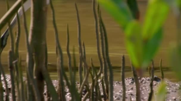Büyük Flamingo Phoenicopterus Roseus Kuzey Avustralya Çamur Tabakalarında Yiyecek Arar — Stok video