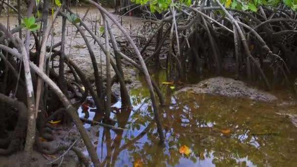 Lasso Tempo Della Marea Degli Alberi Mangrovie Negli Estuari Marini — Video Stock