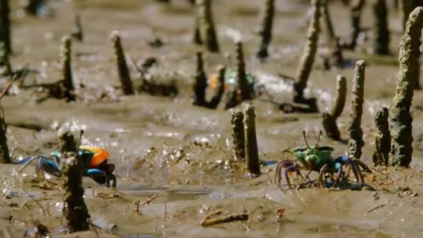 Gros Plan Crabes Violoneux Crabes Fantômes Ocypodidae Butinant Sirotant Des — Video