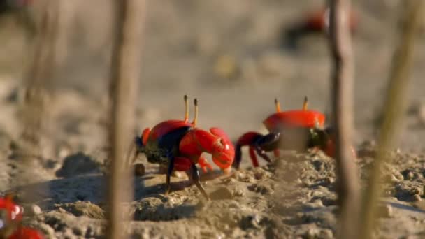 Close Van Vioolkrabben Spookkrab Ocypodidae Die Delfstoffen Foerageren Nippen Het — Stockvideo