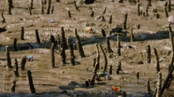 Timelapse Fiddler Crabs Ghost Crab Ocypodidae Foraging Sorpping Minerals Muddy — Vídeos de Stock