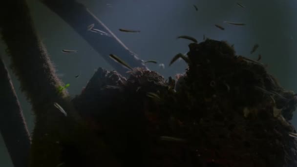 Seviyesi Düştüğünde Deniz Salyangozları Tarafından Kazılan Mangrov Tünelinde Kalan Genç — Stok video