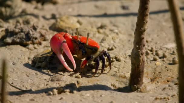 Gros Plan Crabes Violoneux Crabes Fantômes Ocypodidae Butinant Sirotant Des — Video