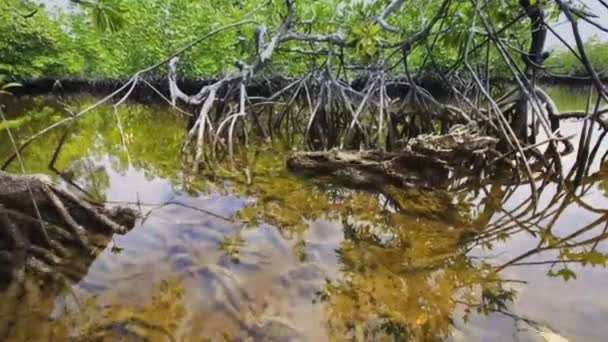 Time Lapse Mangrove Trees Tide Marine Estuaries Tidal Mudflat Coastal — Stock Video