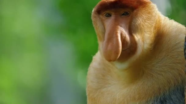 Man Proboscis Monkey Nasalis Larvatus Kauwt Droge Mangrove Bladeren Voor — Stockvideo