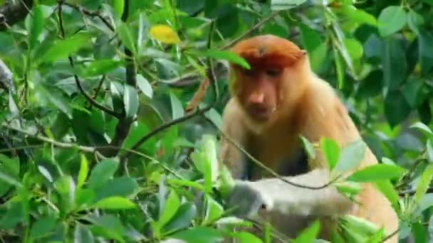 Mâle Proboscis Monkey Nasalis Larvatus Mâchant Des Feuilles Mangrove Sèches — Video